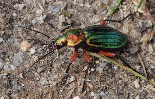 Réf. 231 427 : Carabus auronitens